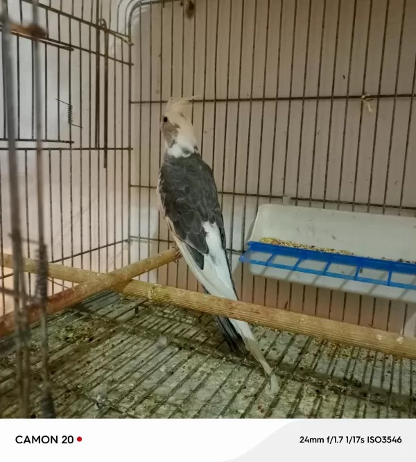 Damızlık Erkek Wifi Sultan Papağanı