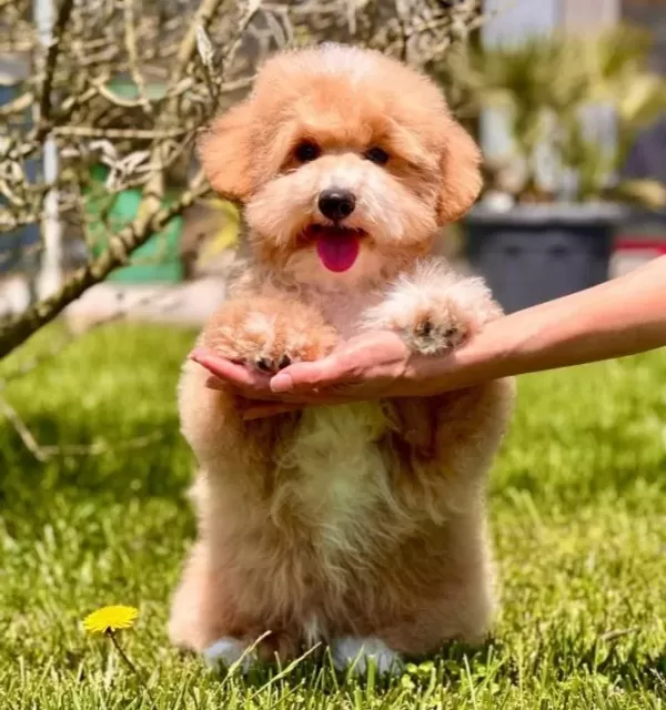 En Sevimli Maltipoo Yavruları Sizleri Bekliyor