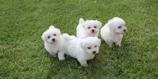Özal Maltese Terrier Yavrulari
