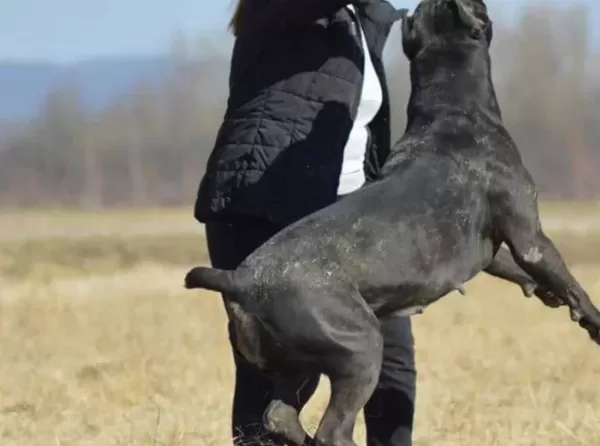 Krallarin Köpeği̇ Cane Corsa Yavrulari