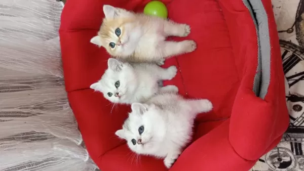 British Shorthair Yavrularımız Yeni Yuvasını Arıyor