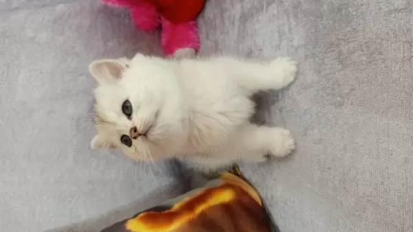 British Shorthair Yavrularımız Yeni Yuvasını Arıyor