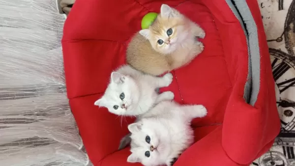 British Shorthair Yavrularımız Yeni Yuvasını Arıyor