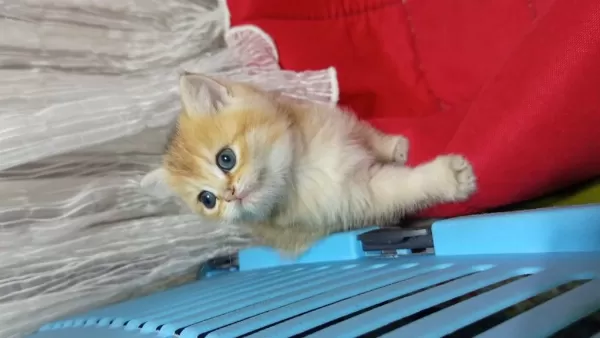 British Shorthair Yavrularımız Yeni Yuvasını Arıyor