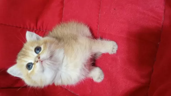 British Shorthair Yavrularımız Yeni Yuvasını Arıyor