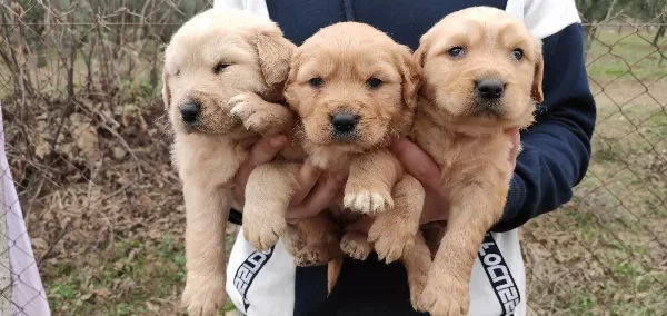 Baby Face Golden Yavrularimiz