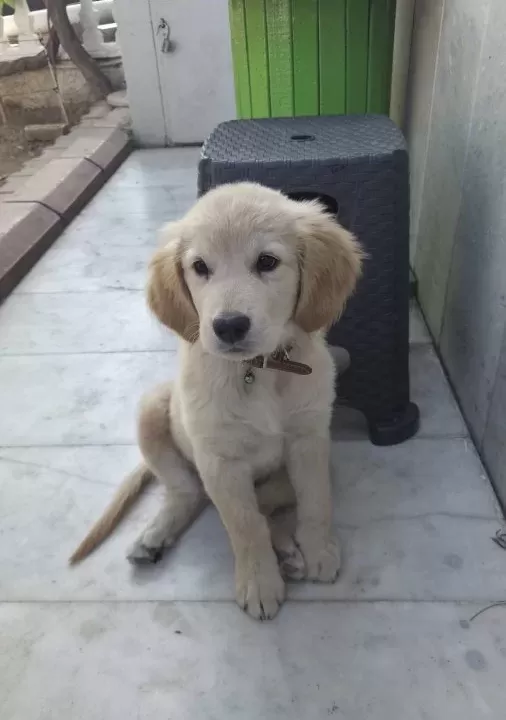 Yavru Golden Aşıları Tam