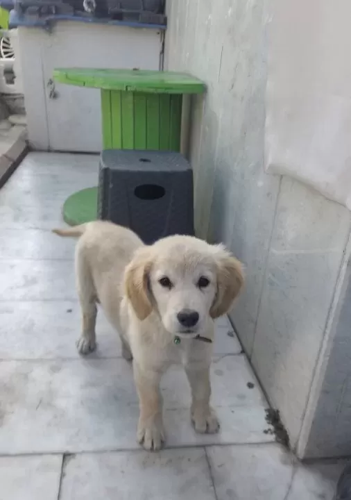 Yavru Golden Aşıları Tam