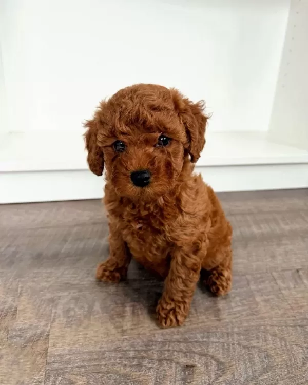 İrk Güzeli Toy Poodle
