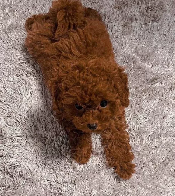 Tuvalet Eğitimli Toy Poodle Bebek