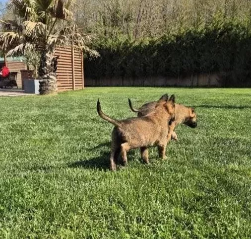 Belçika Malinois Yavru