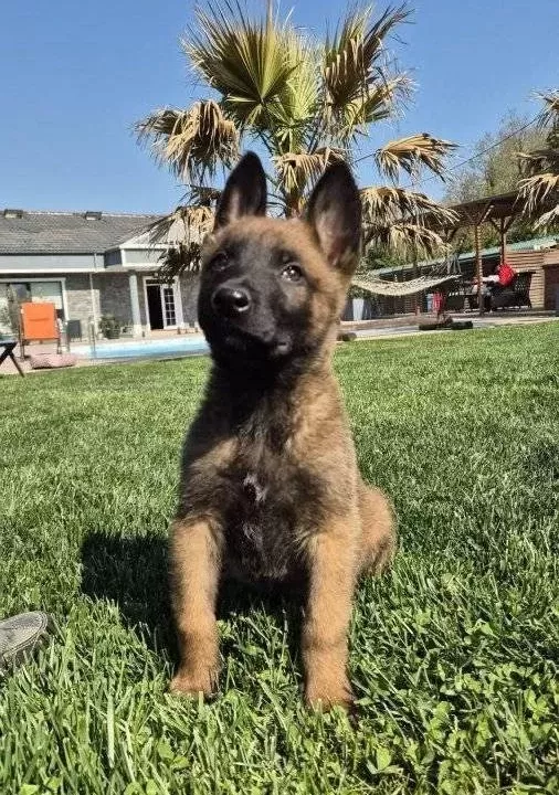 Belçika Malinois Yavru