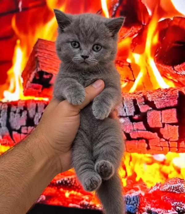 Safkan Sağlikli Bebekler