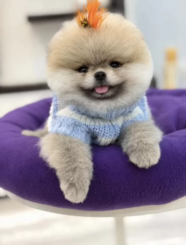 Pomeranian Boo Orjinal Rengi Ve Tüy Kaliteli Yavrumuz
