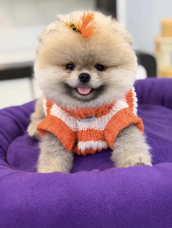 Pomeranian Boo Orjinal Rengi Ve Tüy Kaliteli Yavrumuz