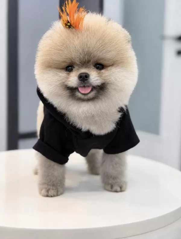 Pomeranian Boo Orjinal Rengi Ve Tüy Kaliteli Yavrumuz