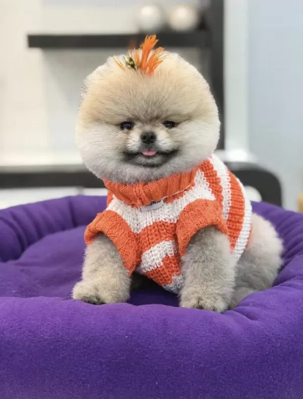 Pomeranian Boo Orjinal Rengi Ve Tüy Kaliteli Yavrumuz