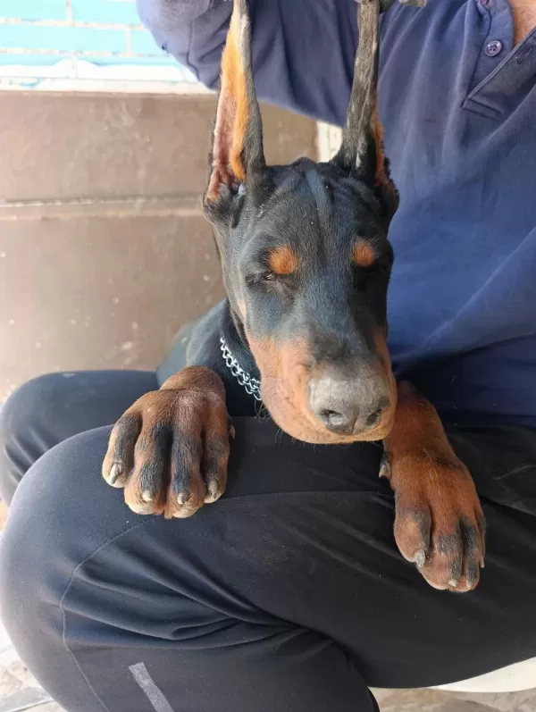 Şampiyon Kan Hattından A Şecere Doberman Yavrular
