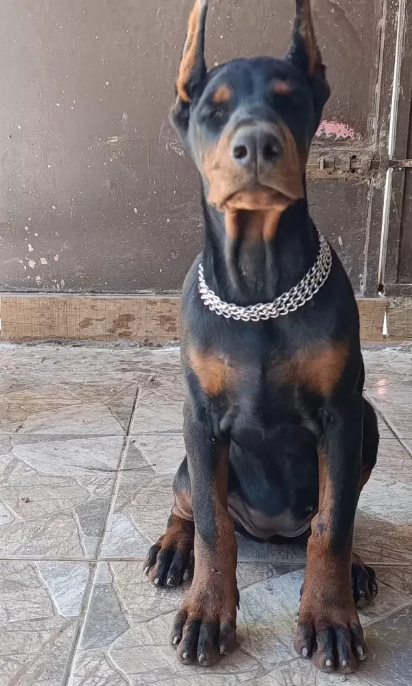 Şampiyon Kan Hattından A Şecere Doberman Yavrular