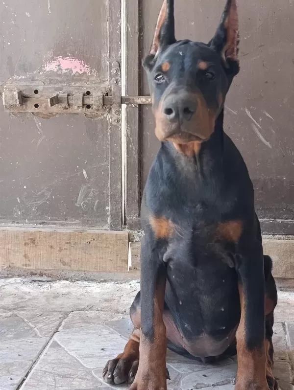 Şampiyon Kan Hattından A Şecere Doberman Yavrular