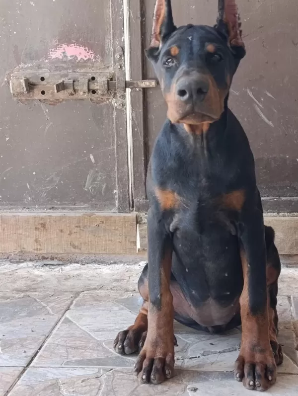 Şampiyon Kan Hattından A Şecere Doberman Yavrular