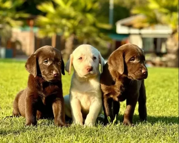 Çikolata Ve Krem Labrador Bebekleri