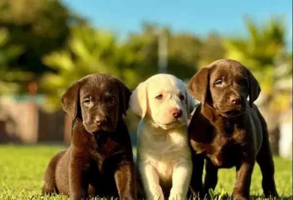 Çikolata Ve Krem Labrador Bebekleri