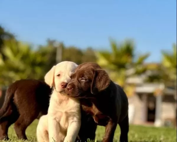 Çikolata Ve Krem Labrador Bebekleri