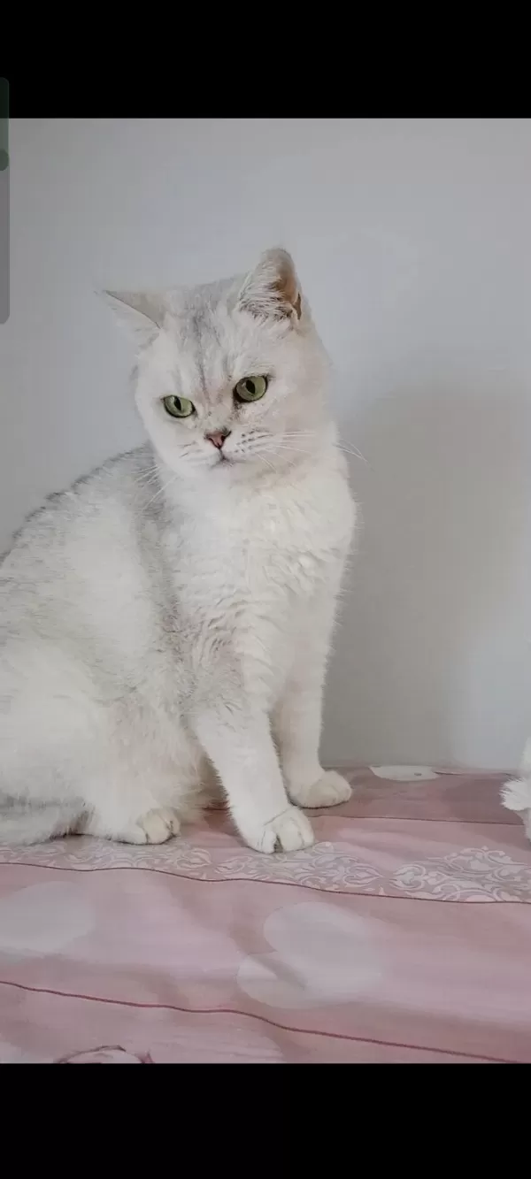 British Shorthair Kedisi