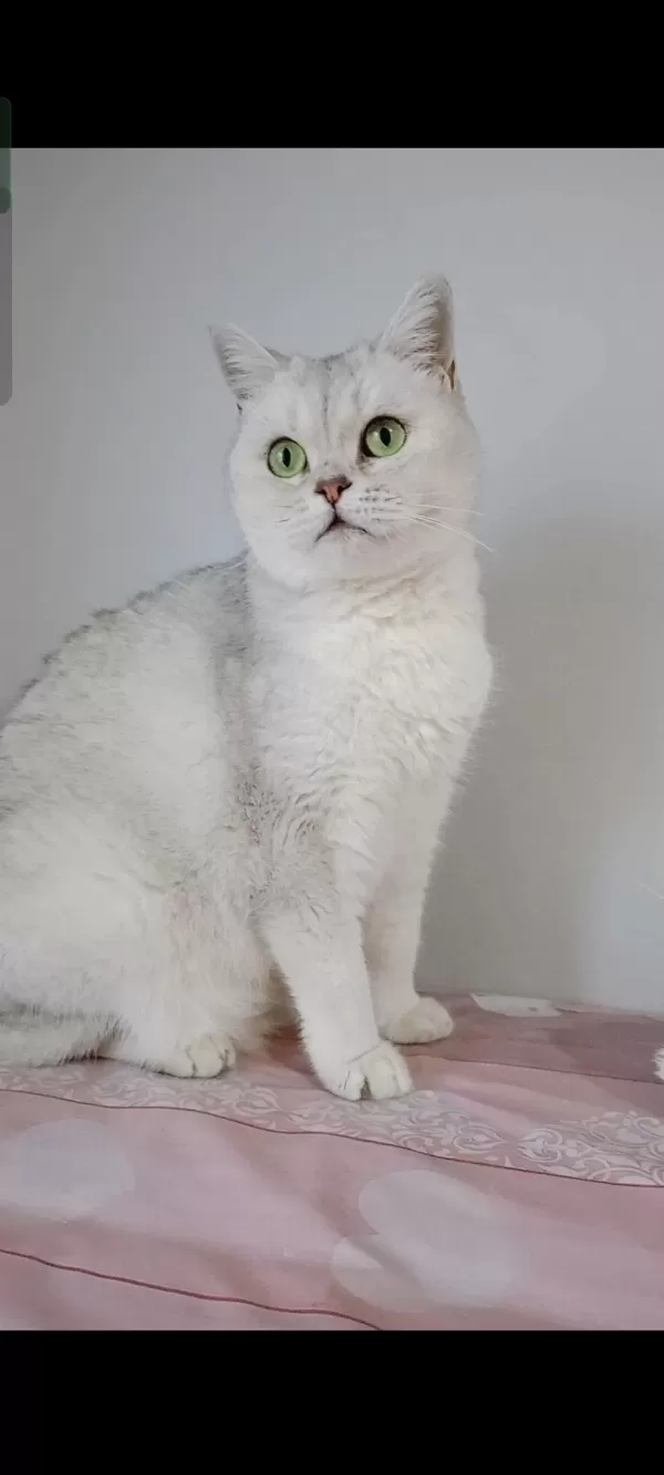 British Shorthair Kedisi