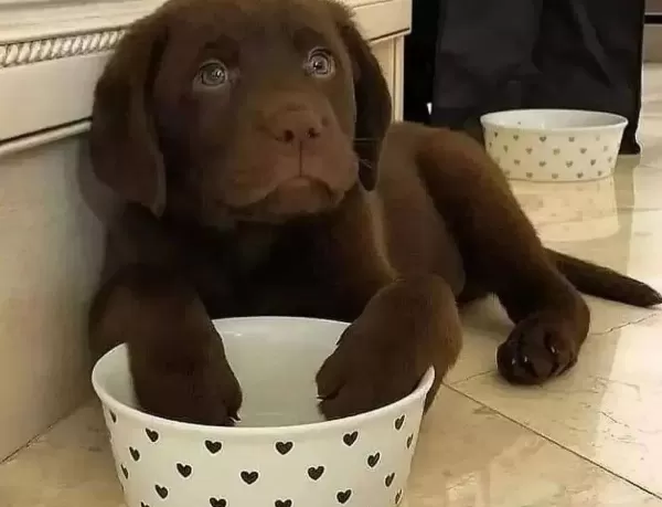 Çikolata Labrador Retriever Yavruları