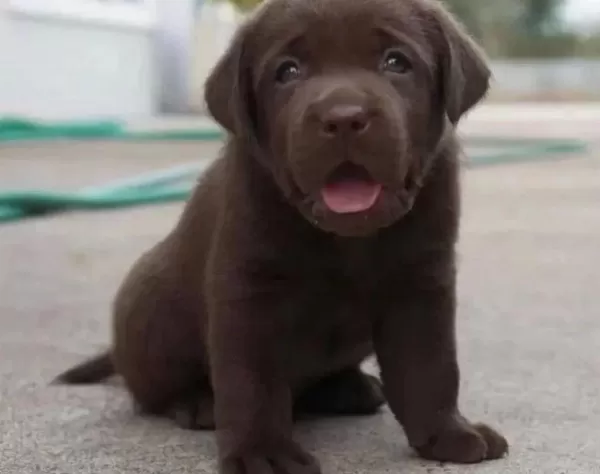 Çikolata Labrador Retriever Yavruları