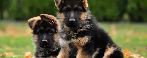 A Kali Teli Alman Çoban Yavrulari