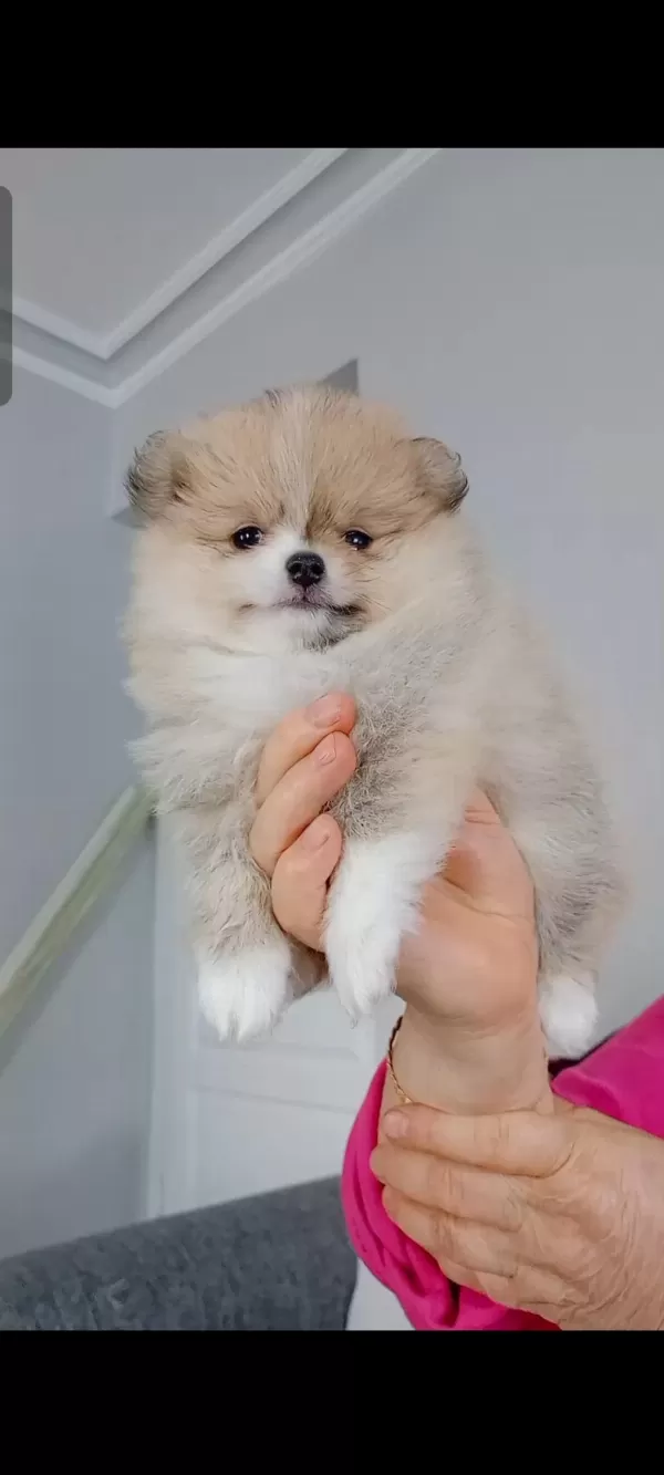 Pomeranian Boo Köpeği
