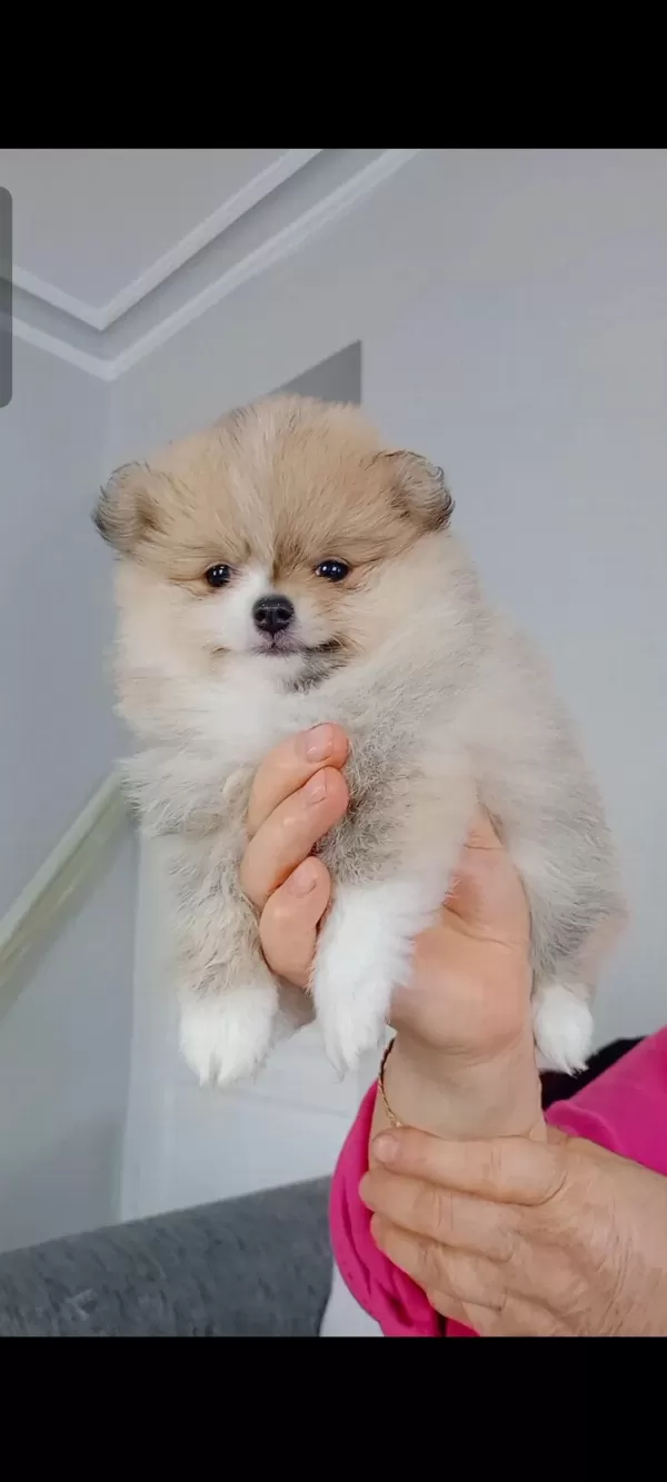 Pomeranian Boo Köpeği