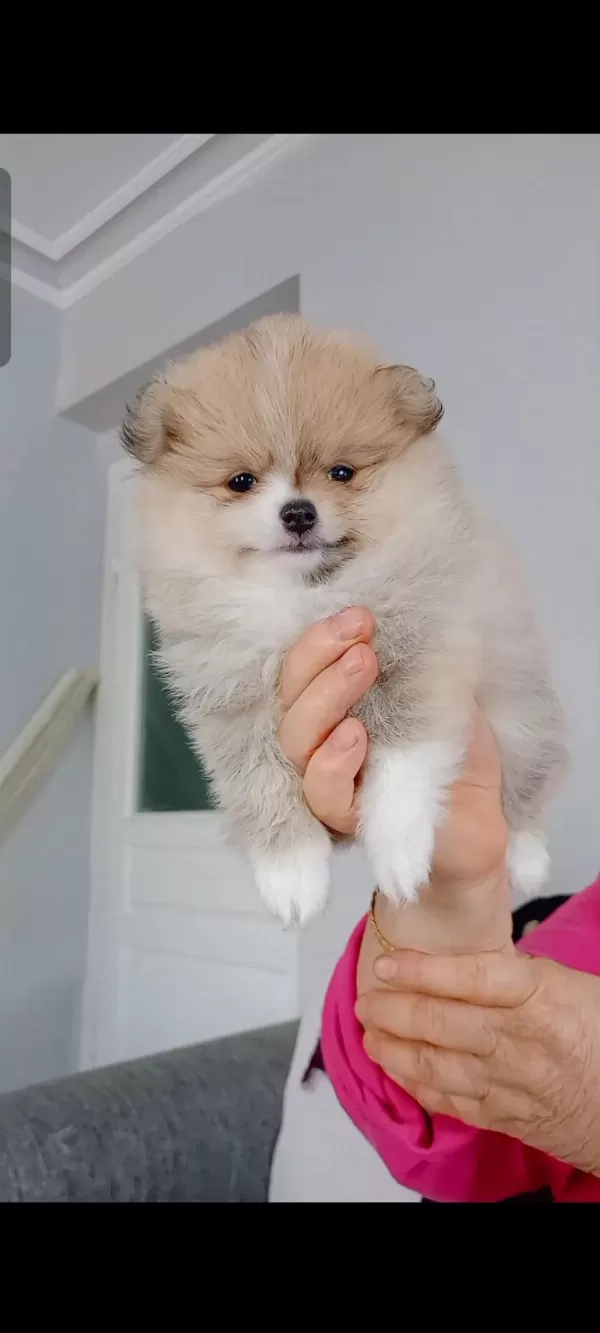 Pomeranian Boo Köpeği