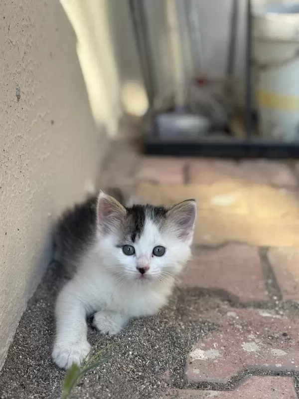 3 Aylık Ücretsiz Yavru Kedimiz