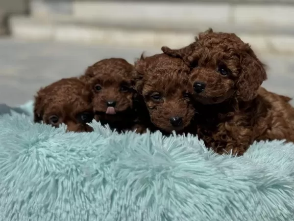 Petmode Köpek Çiftliğinde Ziyarete Açık Toy Poodle