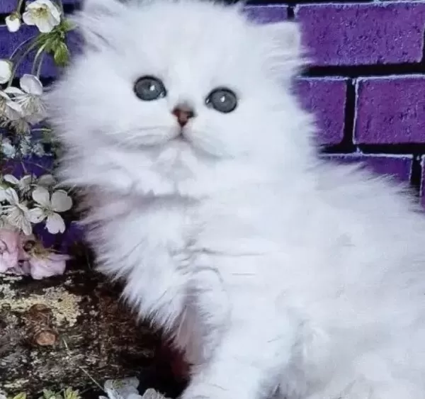 British Longhair Kedisi Beyaz