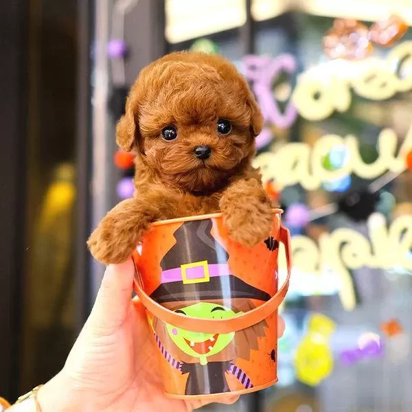 Korean Toy Poodle Yavrularim