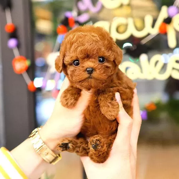 Korean Toy Poodle Yavrularim