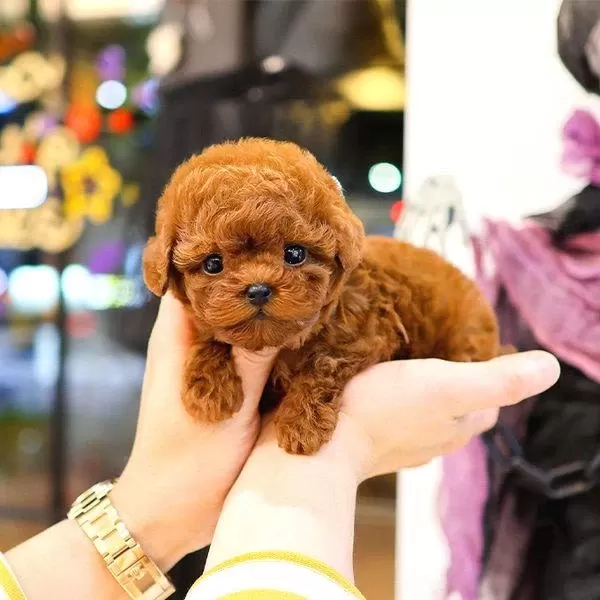 Korean Toy Poodle Yavrularim