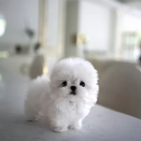 Yildizimiz Artik Sizlerle Kore Toy Poodle Yavrumuz