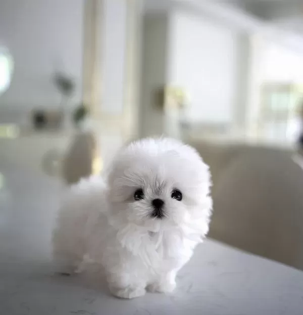 Yildizimiz Artik Sizlerle Kore Toy Poodle Yavrumuz