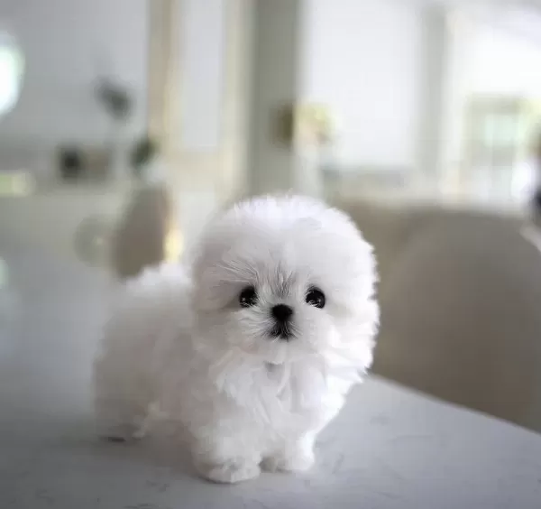 Yildizimiz Artik Sizlerle Kore Toy Poodle Yavrumuz