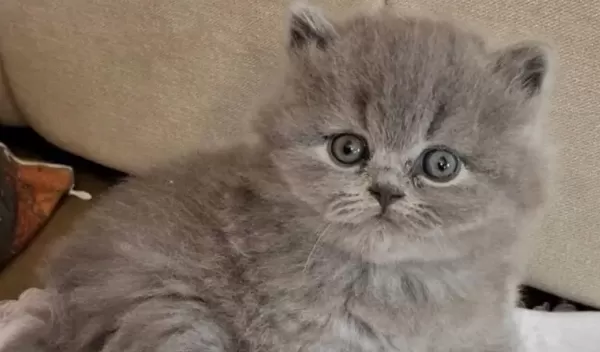 British Longhair Kedileri