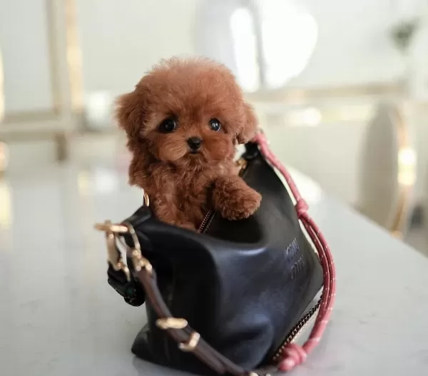 Toy Poodle Yavrularim Kore