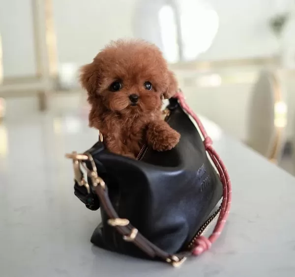 Toy Poodle Yavrularim Kore