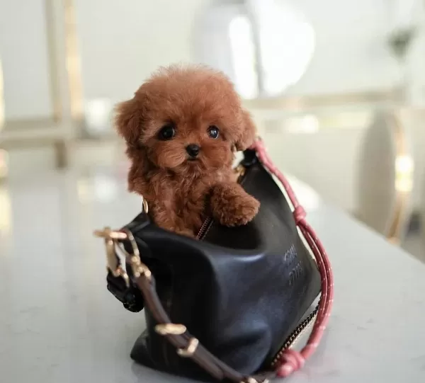 Toy Poodle Yavrularim Kore