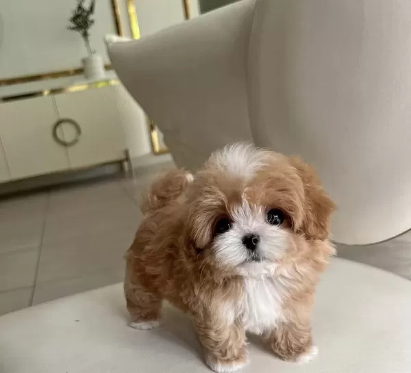 Kore Maltipoo Bebekler
